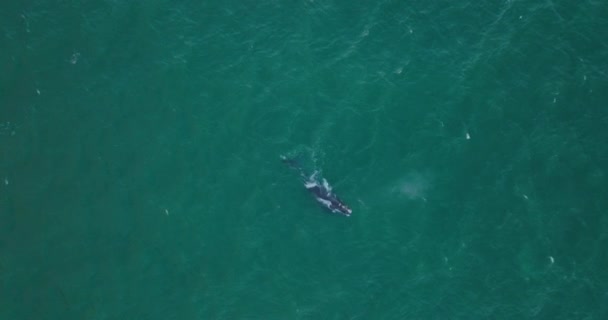 海面下と吹いている間にザトウクジラの下降映像をトップダウン。海の水で動物の上を飛ぶ. — ストック動画