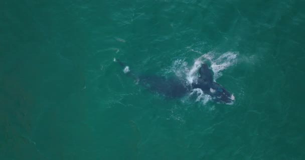 Top down vy över stora djur viftar med fenor och stänk. Knölval på havsytan. — Stockvideo