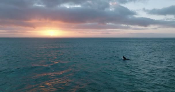 Brath prendendo vista panoramica della superficie del mare increspata che riflette il sole tramontante. Osservare le balene in natura. — Video Stock