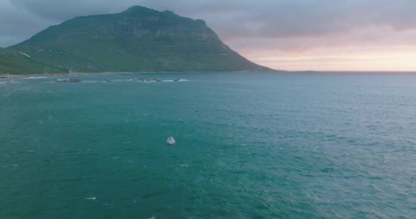 Diapositiva y panorámica aérea de ballena saltando fuera del agua. Observando ballenas cerca de la costa al atardecer. — Vídeo de stock