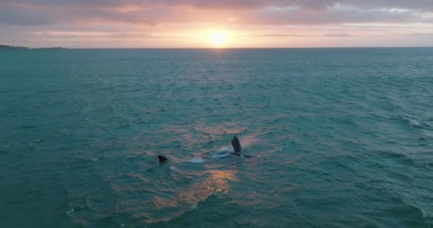 Foto aérea de gran animal surgiendo en olas en el mar de la tarde. Ballena ondeando con aleta contra el cielo al atardecer. — Vídeos de Stock