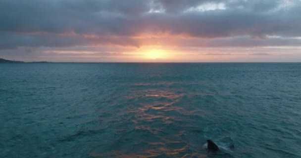 Ampia panoramica aerea colpo di superficie dell'acqua increspata annuncio crepuscolo. La balena affiora in mare. Colorato cielo tramonto sullo sfondo. — Video Stock