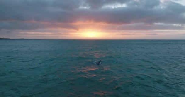 Hacia adelante vuelan sobre la superficie de la ballena en el mar. Imágenes románticas de la noche contra el sol poniente. — Vídeos de Stock