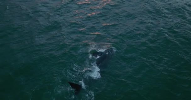 海面には大きなクジラの高い角度の眺めが現れました。傾きはカラフルな夕日の空を明らかに. — ストック動画