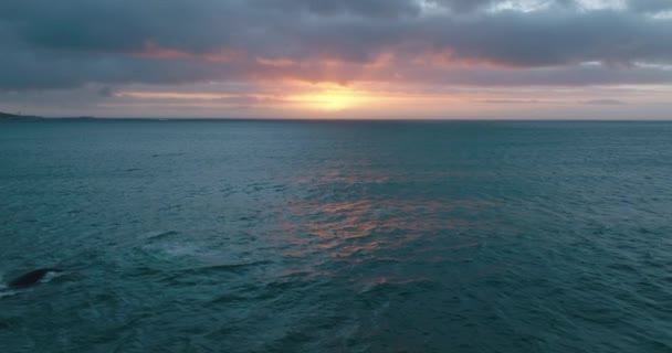 Romantiche riprese aeree di balene affioranti in mare aperto. Vista sul colorato cielo del tramonto. — Video Stock