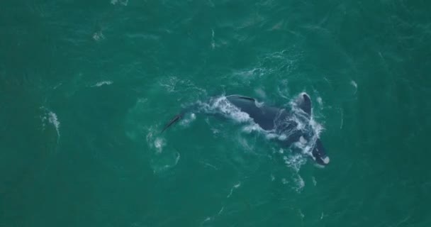 Madártávlatból nézi a púpos bálna felbukkanását és fújását. Nagy állat hullámzó tengervízben. — Stock videók