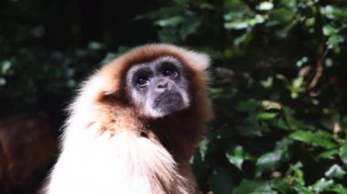Maymun etrafını kolluyor. Memeli kafasının ayrıntıları, bilgi saklama gölgesiyle yüzleşmek. Güney Afrika Safari Parkı 'nda Hayvanlar.