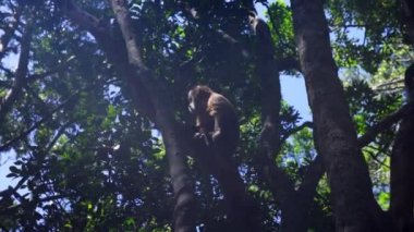 Maymun doğal ortamında. Ağaç dalları ve yaprakları arasında saklanıyor. Güney Afrika Safari Parkı 'nda Hayvanlar.