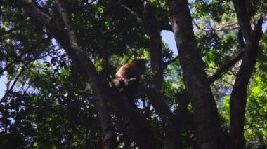 Ağaçta oturan maymun. Ağaç tacındaki maymunun alçak açılı görüntüsü. Güney Afrika Safari Parkı 'nda Hayvanlar.