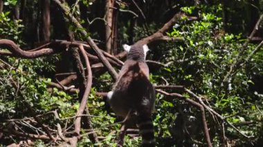 Lemur 'un ormandaki ağaç dalında oturduğu ve rahatlattığı arka manzara. Doğal ortamdaki memeliler. Güney Afrika Safari Parkı 'nda Hayvanlar.