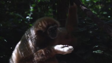 Maymun ormanda yemek yiyor. Ağaçların gölgesinde dinlenen memeliler. Güney Afrika Safari Parkı 'nda Hayvanlar.