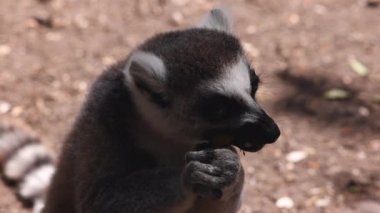Lezzetli yiyecekler yiyen lemur resimleri. Ön bacakları tutarak ve parçalara ayırarak. Güney Afrika Safari Parkı 'nda Hayvanlar.
