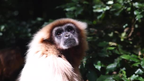 Macaco Ver Seu Cerco Detalhe Cabeça Mamífero Cara Escondendo Sombra — Vídeo de Stock