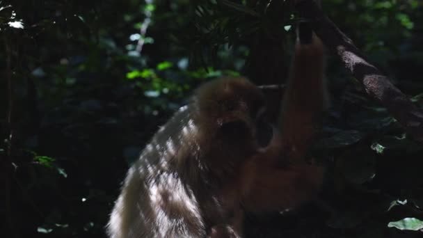 Macaco Bonito Relaxando Sombra Das Árvores Escondendo Floresta Dia Quente — Vídeo de Stock