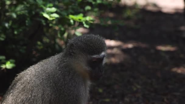 Vista Lateral Macaco Sentado Comendo Mastigar Olhar Volta Animais África — Vídeo de Stock