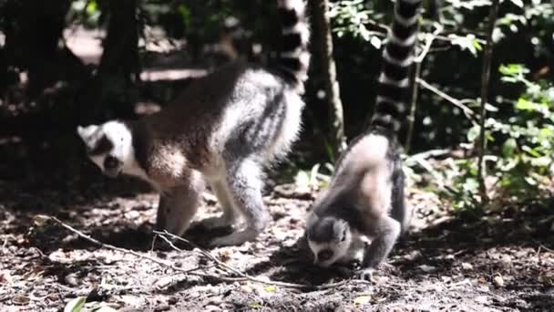Ζευγάρι Λεμούριων Που Αναζητούν Τροφή Στο Έδαφος Στο Δάσος Και — Αρχείο Βίντεο