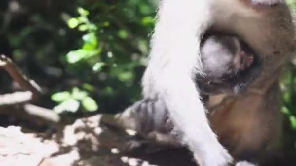 Macacos Seu Habitat Natural Mulher Adulta Carregando Seu Bebê Sob — Vídeo de Stock