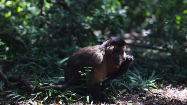 Macacos Floresta Seu Habitat Natural Olhando Volta Procura Comida Animais — Vídeo de Stock