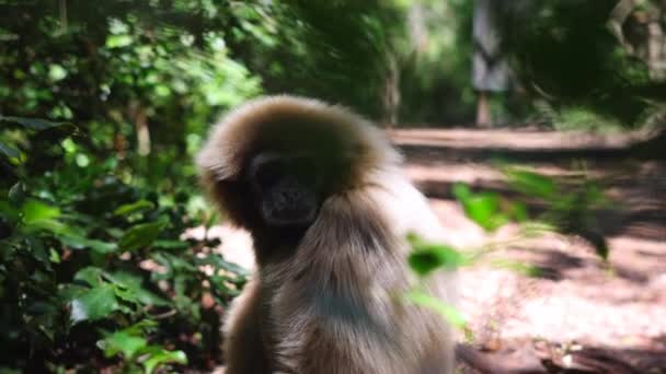 Light Long Haired Monkey Forest Sitting Watching Surround Selective Focus — Stock Video
