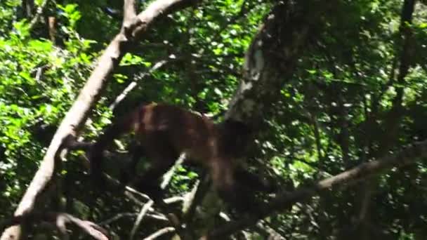 森の中の木の冠の水平方向の枝を歩く猿 南アフリカのサファリパークに動物 — ストック動画