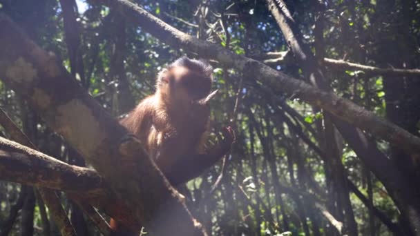 Mamífero Sentado Alto Árvore Floresta Comendo Macaco Encontrou Algumas Iguarias — Vídeo de Stock
