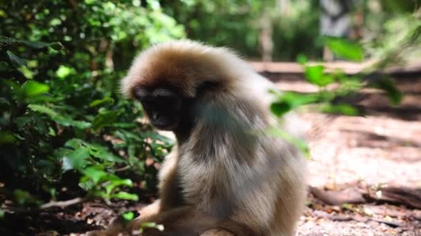 Κοντινό Πλάνο Της Όμορφης Μαϊμούς Κάθεται Στο Έδαφος Στο Δάσος — Αρχείο Βίντεο