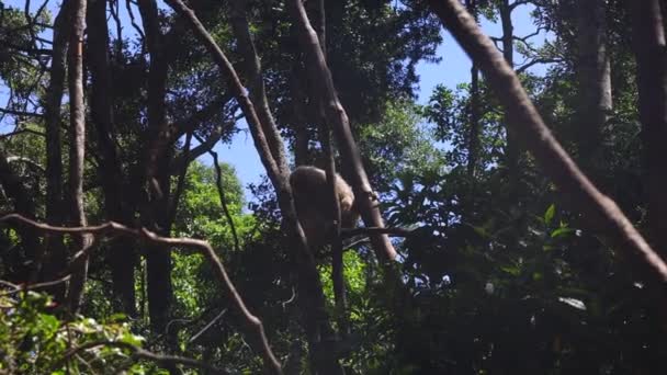 Vue Angle Bas Singe Assis Sur Des Branches Dessus Sol — Video