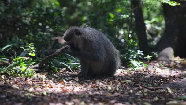 Мавпа Сидить Землі Лісі Вибирає Їсти Вибіркове Фокусування Тварини Парку — стокове відео