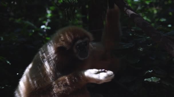 Monkey Eating Food Forest Mammal Resting Shade Trees Animals Safari — Stock Video