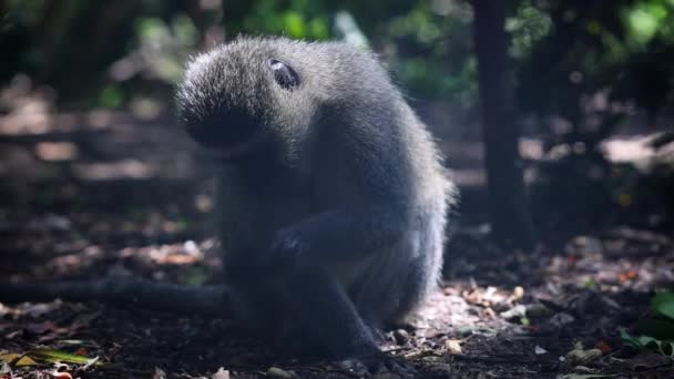 猴子在森林里的地上觅食 模糊的自然背景 南非Safari公园的动物 — 图库视频影像