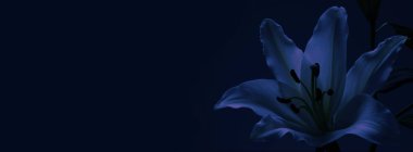 Lily Cenaze Töreni Davetiyesi Arkaplan Sancak Konsepti - Geleneksel atmosfer saygılı taziye teması Mesaj için boşluk ile derin mavi arkaplan