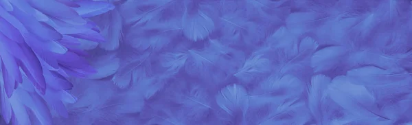 Niebieskie Fioletowe Pióra Pióropuszonym Sztandarze Tła Długie Cienkie Pióra Lewym — Zdjęcie stockowe