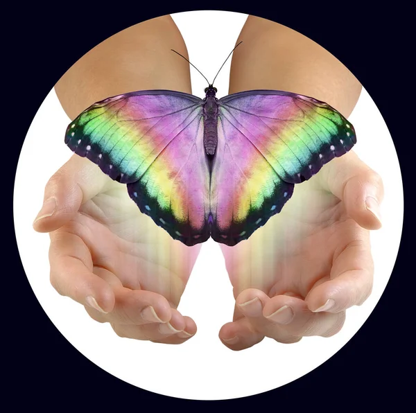 Releasing beautiful butterfly - inside a circle frame a pair of  female cupped hands against white background with a large multicoloured butterfly flying upwards