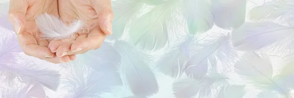 Angel feather message banner template - female cupped hands with single white fluffy feather against wide pastel coloured background of random feathers ideal for a gift voucher, coupon, advert spiritual background