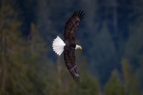 Águila Calva Americana Grande Vuelo Con Palmo Ala Completa — Foto de Stock