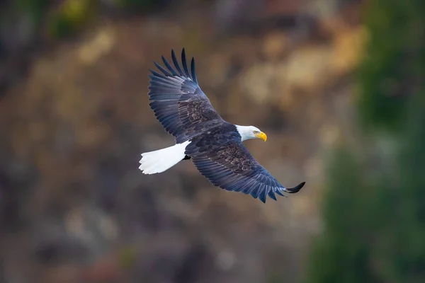 Bald Eagle Soaring Trees Stockbild