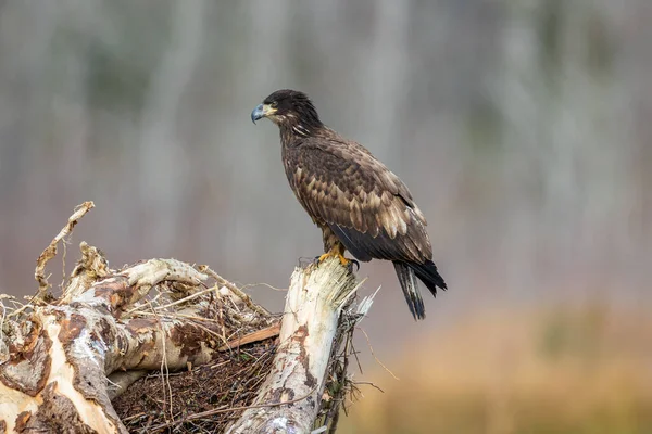 Juvenile Eagle Sitting Large Tree Stump Stockbild
