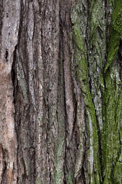 Yeşil yosunlu ahşap doku