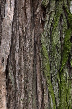 Yeşil yosunlu ahşap doku