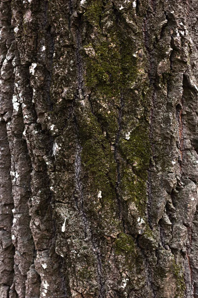 Текстура Дерева Зеленым Мхом — стоковое фото