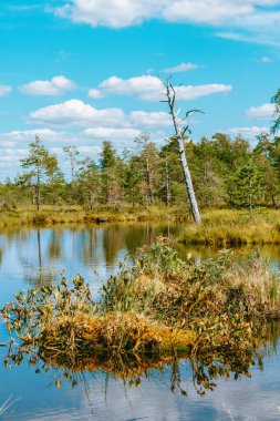Güneşli bir yaz günü mavi gökyüzü ve beyaz bulutlarla dolu eski ağaçlarla, küçük göletlerle ve çam ağaçlarıyla dolu güzel bir bataklık. Muhteşem manzara fotoğrafçılığı.