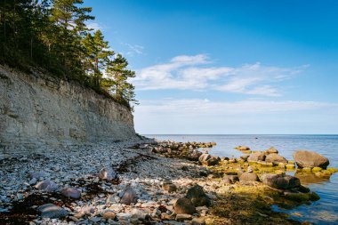 Panga cliff in Saaremaa, Estonia during sunny day. The highest bedrock outcrop in western Estonia on coast of the Baltic sea clipart