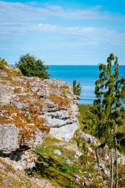 Estonya 'nın Muhu Adası' ndaki Uugu kayalığı ya da uçurumu, Baltık Denizi 'nin yanında ve Saaremaa adası yakınlarında. Güzel güneşli bir gün, mavi gökyüzü, beyaz bulutlar, orman ve deniz kenarındaki taş uçurumlar.