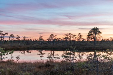 Muhteşem Kemeri bataklığı Jurmala, Letonya yakınlarındaki Kemeri Milli Parkı 'nda güzel ve renkli günbatımında