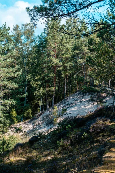 Saftiger Wald Der Weißen Düne Purciems Lettland — Stockfoto