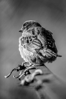 Arka planda bulanık bir çıkıntıda duran ev serçesi.