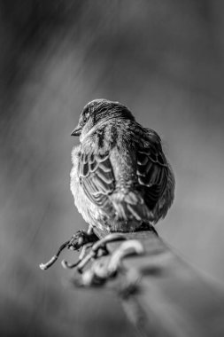 Arka planda bulanık bir çıkıntıda duran ev serçesi.