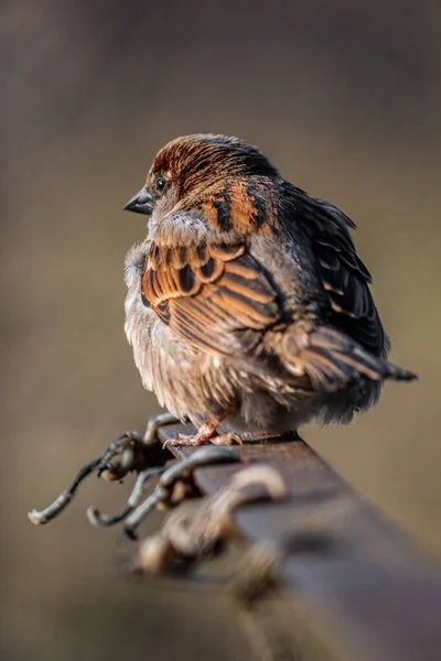 Dům Vrabec Stojí Římse Rozmazaným Pozadím — Stock fotografie