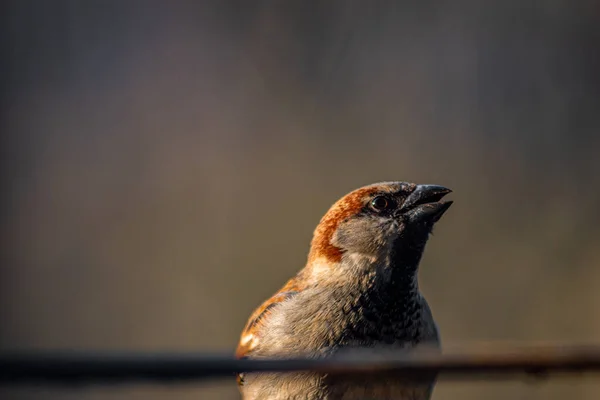 Arka Planda Bulanık Bir Çıkıntıda Duran Serçesi — Stok fotoğraf