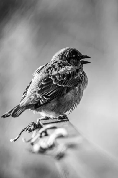 Dům Vrabec Stojí Římse Rozmazaným Pozadím — Stock fotografie